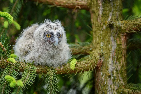 Ormandaki Ağaç Gövdesinde Oturan Uzun Kulaklı Baykuş Yavrusu Doğada Küçük — Stok fotoğraf