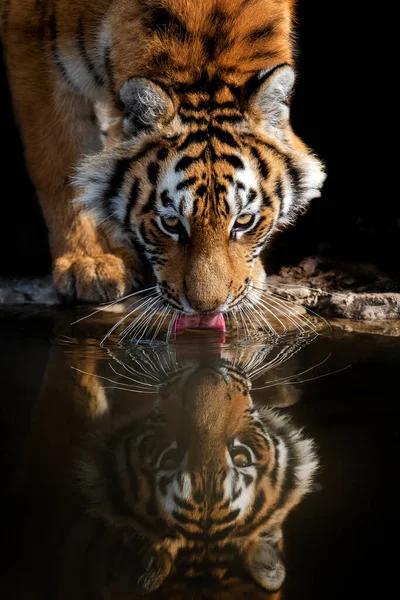 虎公喝水 有危险动物的野生动物场景 — 图库照片