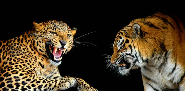 Leopardo Contra Tigre Retratos Dois Grandes Gatos Selvagens Fundo Preto — Fotografia de Stock