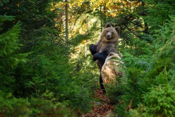 Близько Двох Великих Бурих Ведмедів Лісі Небезпечна Тварина Природному Середовищі — стокове фото