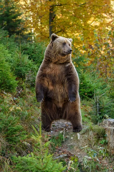 Feche Big Brown Urso Floresta Animais Perigosos Habitat Natural Cena — Fotografia de Stock