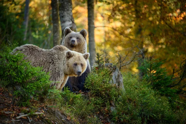 Закрыть Два Больших Бурых Медведя Лесу Опасное Животное Естественной Среде — стоковое фото