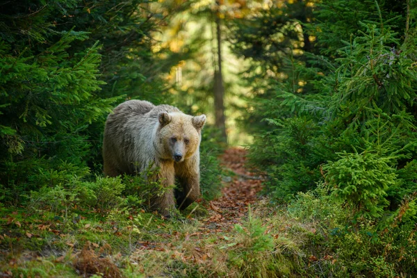 VolodymyrBur