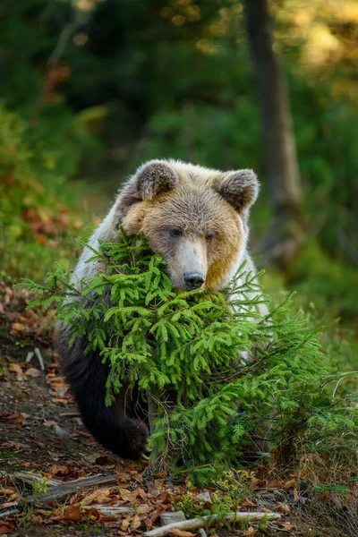 Feche Big Brown Urso Floresta Animais Perigosos Habitat Natural Cena — Fotografia de Stock