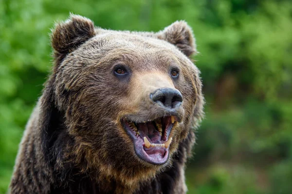 Primer Plano Sonrisa Divertida Oso Marrón Retrato Peligro Animal Hábitat — Foto de Stock