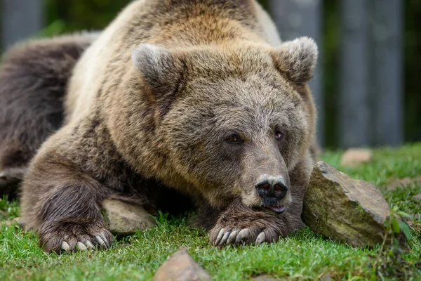 Portret Niedźwiedzia Brunatnego Niebezpieczne Zwierzę Środowisku Naturalnym Wielki Ssak Scena — Zdjęcie stockowe