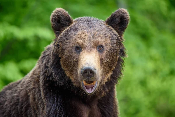 Gros Plan Portrait Ours Brun Endormi Danger Animal Dans Habitat — Photo