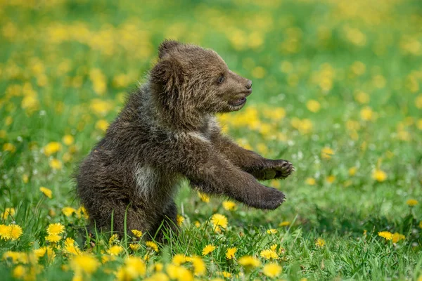 Björnunge Vårgräs Farligt Litet Djur Naturen Äng Med Gula Blommor — Stockfoto