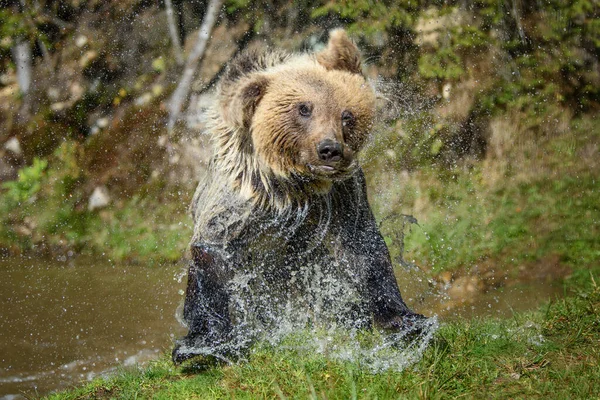 Bear in water, shakes off. Beautiful animal in forest lake. Dangerous animals in river. Wildlife scene with Ursus arctos