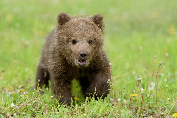 Niedźwiedź Wiosennej Trawie Niebezpieczne Małe Zwierzę Naturalnym Siedlisku Łąkowym Scena — Zdjęcie stockowe