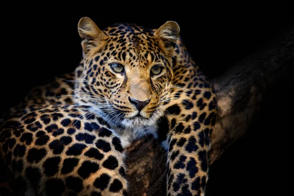Close Beautiful Angry Big Leopard Isolated Black Background — Stock Photo, Image