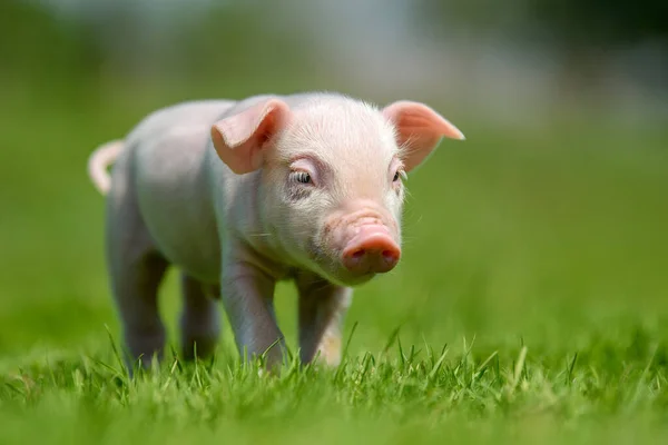 Funny Little Ping Piglet Spring Green Grass Farm Concept — Stock Photo, Image