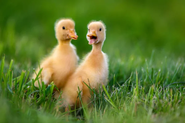 Lustiges Kleines Gelbes Entlein Auf Frühlingsgrünem Gras Bauernhofkonzept — Stockfoto