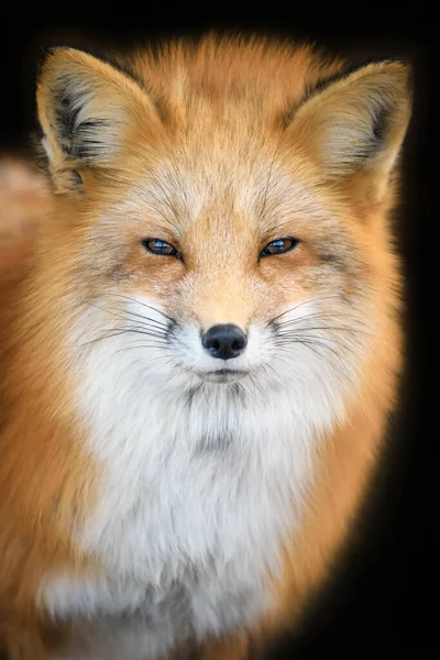 Retrato Red Fox Vulpes Vulpes Hermoso Animal Sobre Fondo Negro —  Fotos de Stock