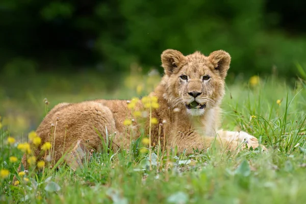 Filhote Leão Relva Predadores Selvagens Animais Ambiente Natural Cena Vida — Fotografia de Stock