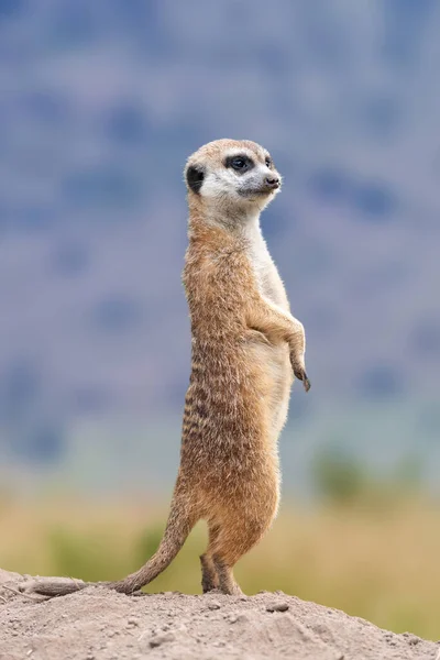 Meerkat立って何かを探しています 自然環境におけるスリカータの野生捕食者 自然からの野生動物のシーン — ストック写真