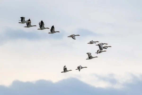 Flock Migrerande Grågäss Som Flyger Formation — Stockfoto