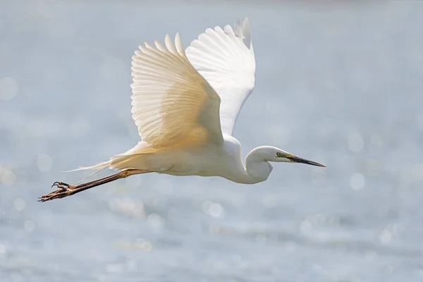 White Heron Great Egret Fly Lake Background Water Bird Nature — Stock Photo, Image