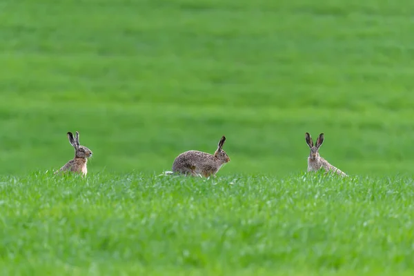 Tres Liebres Lindas Sentadas Hierba Primavera Escena Vida Salvaje Naturaleza — Foto de Stock