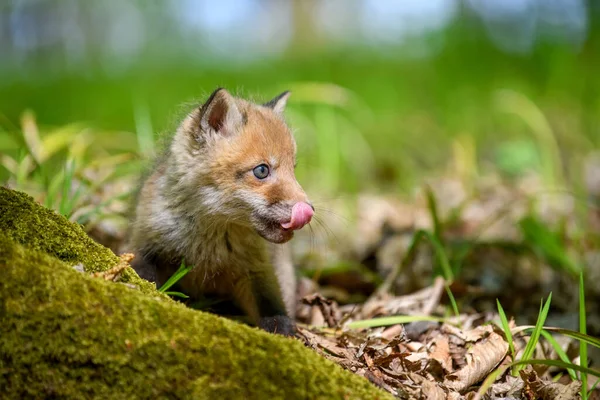 Renard Roux Vulpes Vulpes Petit Petit Ourson Forêt Petits Prédateurs — Photo