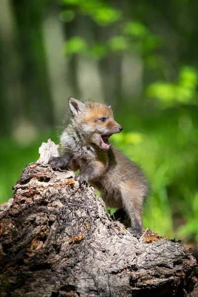 Raposa Vermelha Vulpes Vulpes Filhote Pequeno Floresta Toco Pequenos Predadores — Fotografia de Stock