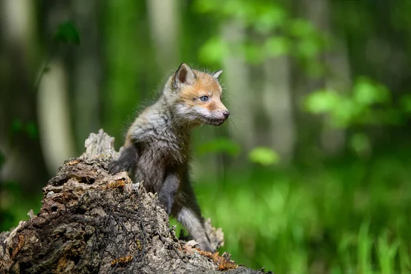 Červená Liška Vulpes Vulpes Malé Mládě Lese Pařezu Roztomilí Malí — Stock fotografie