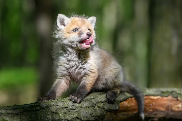 红狐狸 小宝宝在森林的树枝上 在自然环境中可爱的小野兽 大自然的野生动物场景 — 图库照片
