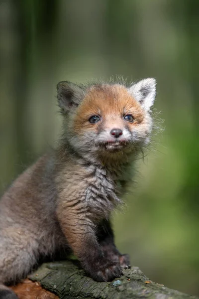 Kızıl Tilki Vulpes Vulpes Ormanda Daldaki Küçük Yavru Doğal Ortamda — Stok fotoğraf