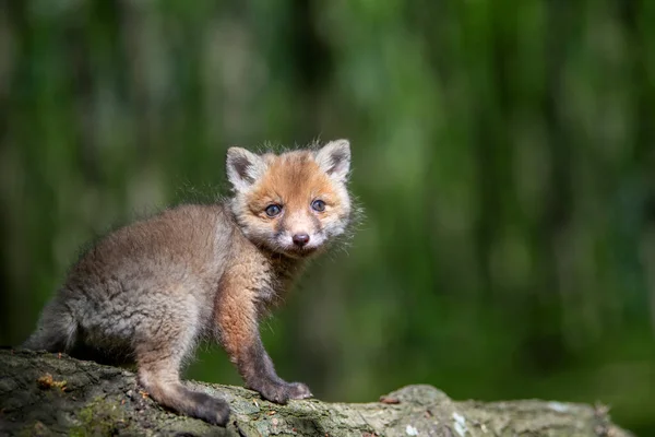 Rotfuchs Geier Kleines Jungtier Wald Auf Ästen Niedliche Kleine Wilde — Stockfoto