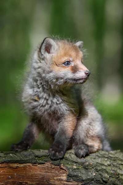 Raposa Vermelha Vulpes Vulpes Filhote Pequeno Floresta Ramo Pequenos Predadores — Fotografia de Stock