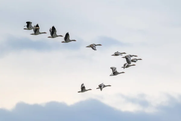 Flock of migrating greylag geese flying in V-formation — Stock Image Flock Migrating Greylag Geese Flying Formation Royalty Free Stock Photos