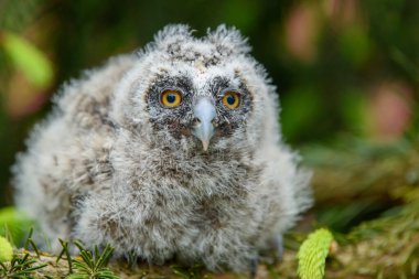 Ormandaki ağaç gövdesinde oturan uzun kulaklı baykuş yavrusu. Doğada küçük güzel bir hayvan