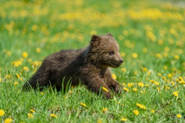 Bahar çimenlerinde ayı yavrusu. Sarı çiçekli, küçük, tehlikeli bir hayvan. Annesiz ayı. Vahşi yaşam sahnesi