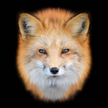 Portre Red Fox, Vulpes vulpes, siyah arka planda güzel bir hayvan. Vahşi yaşam doğası