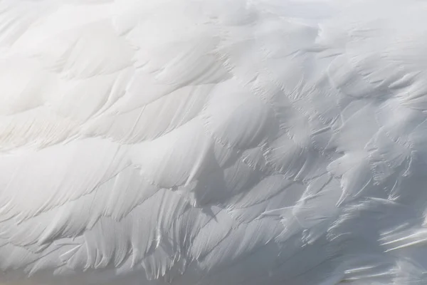 Branca Neve Cisne Asa Cisne Penas Textura Fundo — Fotografia de Stock