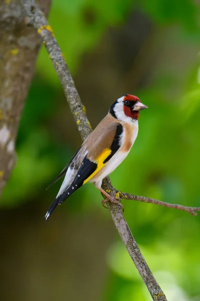 European Goldfinch Carduelis Carduelis Sitting Branch Male Colorful Songbird Park — Stock Photo, Image