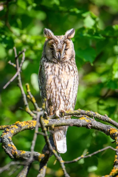 Langohr Eule Wald Sitzend Auf Baumstämmen Waldlebensraum Schönes Tier Der — Stockfoto