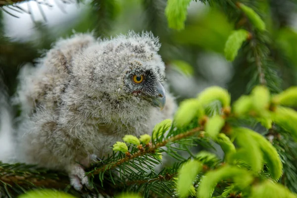 Piccolo Gufo Dalle Orecchie Lunghe Nel Bosco Seduto Sul Tronco — Foto Stock