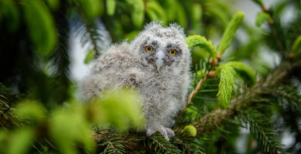 Piccolo Gufo Dalle Orecchie Lunghe Nel Bosco Seduto Sul Tronco — Foto Stock