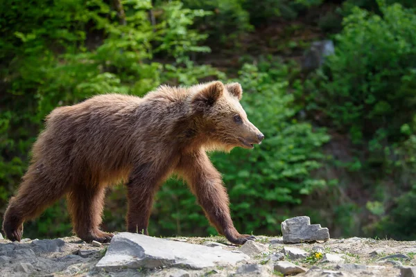 Zamknij Niedźwiedzia Brunatnego Lesie Niebezpieczne Zwierzę Środowisku Naturalnym Scena Dziką — Zdjęcie stockowe