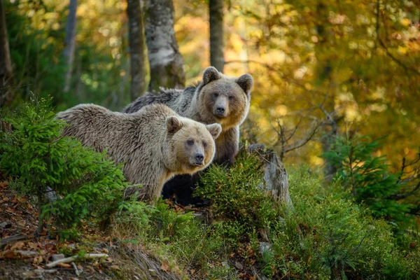 Sluit Twee Grote Bruine Beren Het Bos Gevaarlijk Dier Natuurlijke — Stockfoto