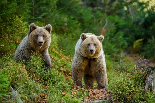Feche Dois Grandes Ursos Castanhos Floresta Animais Perigosos Habitat Natural — Fotografia de Stock