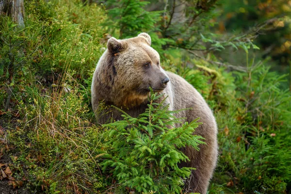 Близько Великого Коричневого Ведмедя Лісі Небезпечна Тварина Природному Середовищі Існування — стокове фото