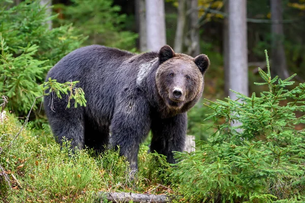 Feche Big Brown Urso Floresta Animais Perigosos Habitat Natural Cena — Fotografia de Stock