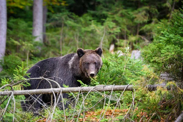 Close Big Brown Bear Forest Dangerous Animal Natural Habitat Wildlife — Stock Photo, Image