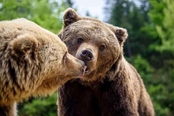 Egy Közeli Alvó Barna Medve Portré Veszélyes Állat Természetben Nagy — Stock Fotó
