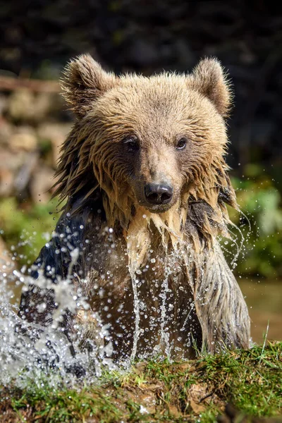 熊在水里 森林湖中美丽的动物 河流中的危险动物 与Ursus Arctos的野生动物场景 — 图库照片