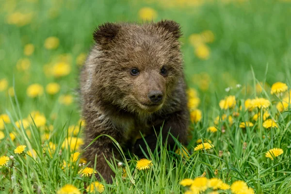 Oso Cachorro Hierba Primavera Pequeño Animal Peligroso Naturaleza Prado Con — Foto de Stock