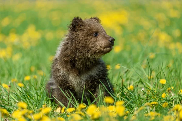 Filhote Urso Grama Primavera Pequeno Animal Perigoso Prado Natureza Com — Fotografia de Stock