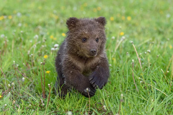 Bear Cub Spring Grass Dangerous Small Animal Nature Meadow Habitat — Stock Photo, Image